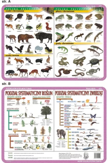 Visual System Podk�adka edukacyjna. Ssaki, p�azy i gady