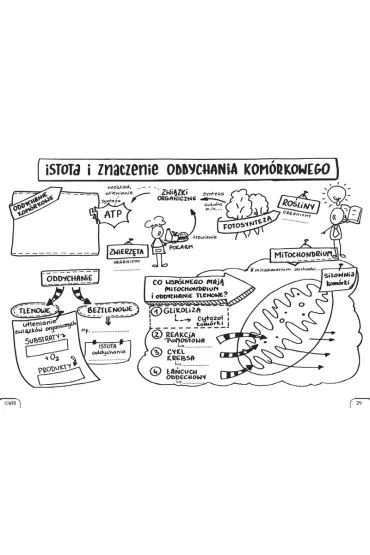 Biologia. Graficzne karty pracy dla liceum i technikum. Poziom podstawowy. Zestaw 1 - Bogus�awa  Miko�ajczyk
