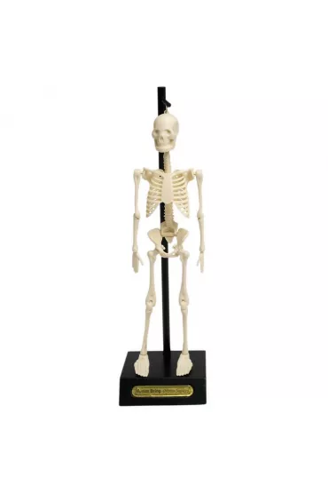 Anatomiczny model szkieletu Rex London