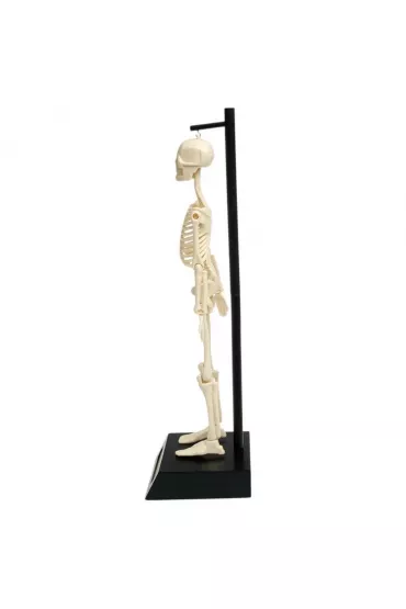 Anatomiczny model szkieletu Rex London