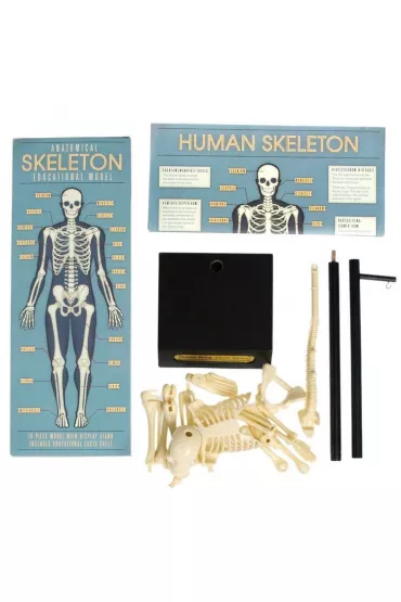 Anatomiczny model szkieletu Rex London