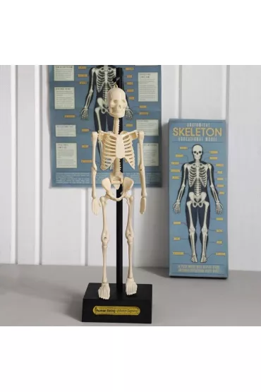 Anatomiczny model szkieletu Rex London