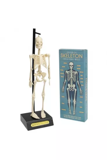 Anatomiczny model szkieletu Rex London