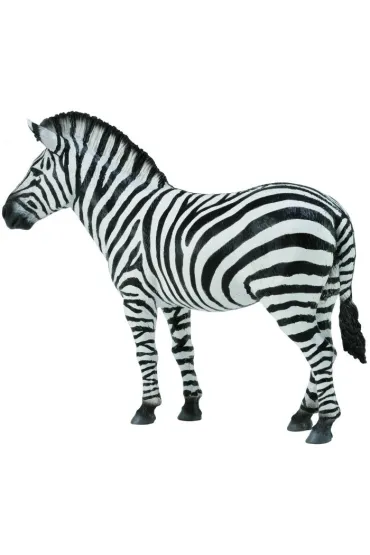 Collecta. Zebra pospolita