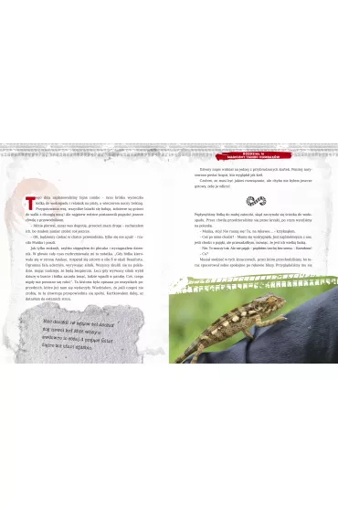Dziennik �owcy przyg�d. Madagaskar. Kl�twa pasiastego lemura - Szymon Radzimierski