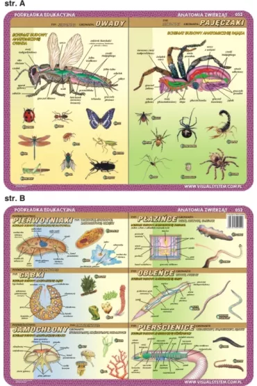 Visual System Podkadka edukacyjna. Anatomia. owady, pajczaki