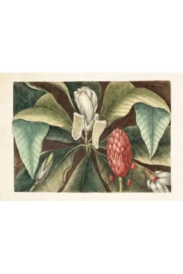 Skona Ting Karnet Magnolia ST298 B6 + koperta