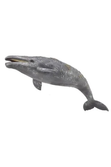 Gray Whale