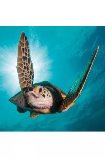Museums & Galleries Karnet kwadrat z kopert� Green Turtle