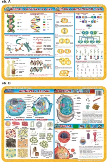 Visual System Podk�adka edukacyjna. Budowa i replikacje DNA
