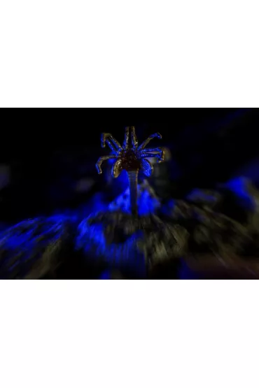 Alien - Facehugger - twarzo�ap - plakat 70x50 cm