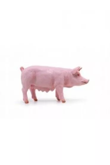 Maciora