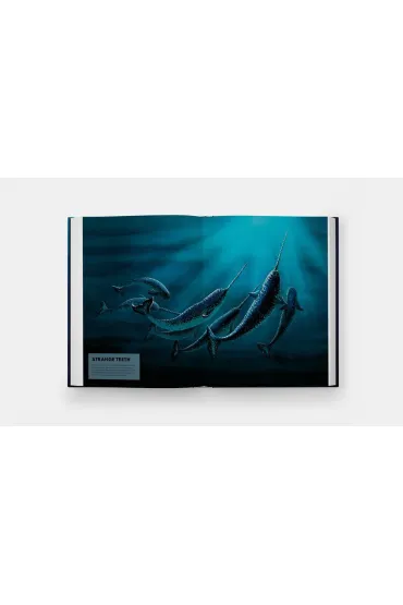 Mysteries of Marine Mammals. An Illustrated Guide to Whales, Dolphins, and Porpoises - Amandine Delaunay