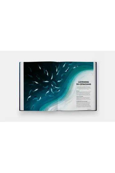 Mysteries of Marine Mammals. An Illustrated Guide to Whales, Dolphins, and Porpoises - Amandine Delaunay