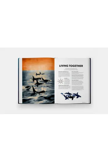 Mysteries of Marine Mammals. An Illustrated Guide to Whales, Dolphins, and Porpoises - Amandine Delaunay