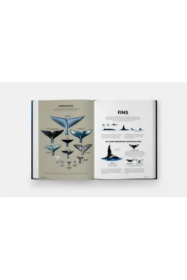 Mysteries of Marine Mammals. An Illustrated Guide to Whales, Dolphins, and Porpoises - Amandine Delaunay