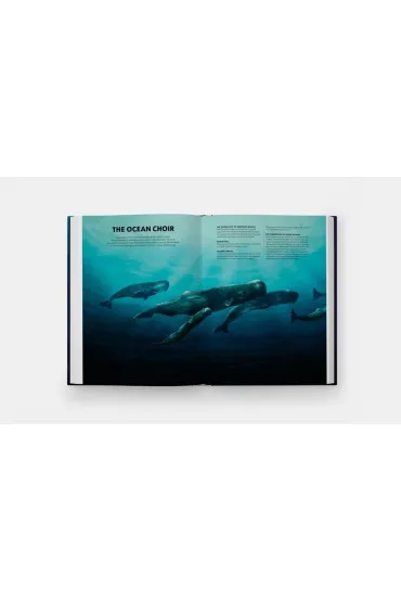 Mysteries of Marine Mammals. An Illustrated Guide to Whales, Dolphins, and Porpoises - Amandine Delaunay