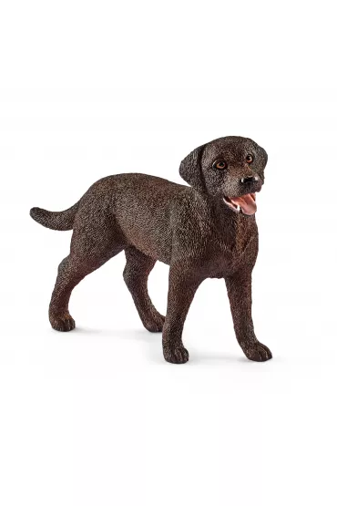 Labrador Retrieve suczka