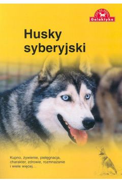 Husky syberyjski