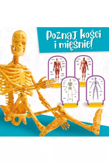 Ma�y Geniusz - Poznaj cia�o cz�owieka Lisciani