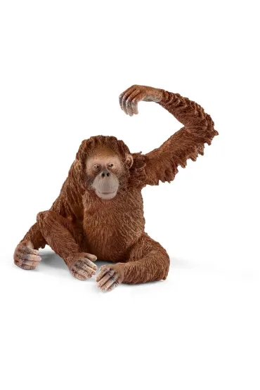 Orangutan samica
