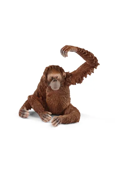 Orangutan samica