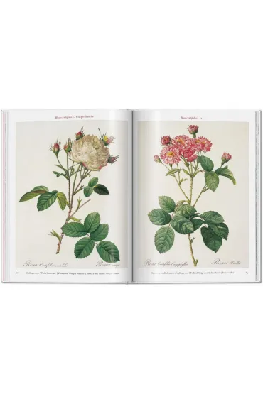 Redoute. Roses wer. angielska - Pierre-Joseph Redoute