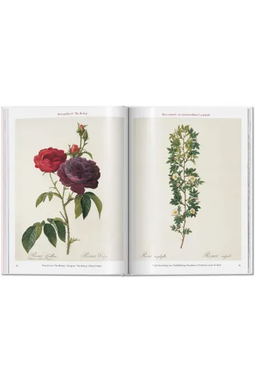 Redoute. Roses wer. angielska - Pierre-Joseph Redoute