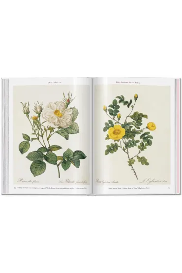 Redoute. Roses wer. angielska - Pierre-Joseph Redoute