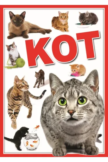 Koty. Biblioteka wiedzy