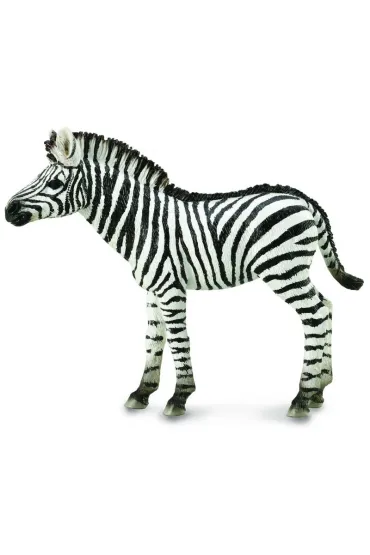 Zebra Foal