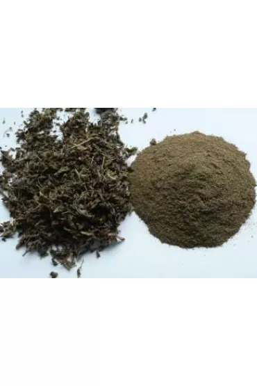 Tulasi (Ocimum sanctum) - bazylia azjatycka