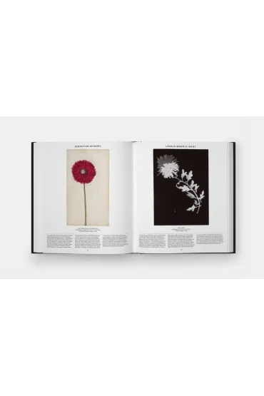 Plant. Exploring the Botanical World wer. angielska