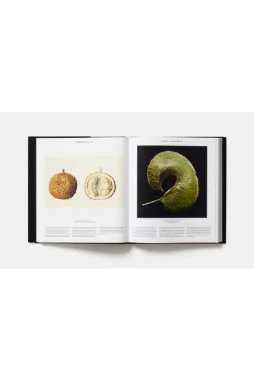 Plant. Exploring the Botanical World wer. angielska