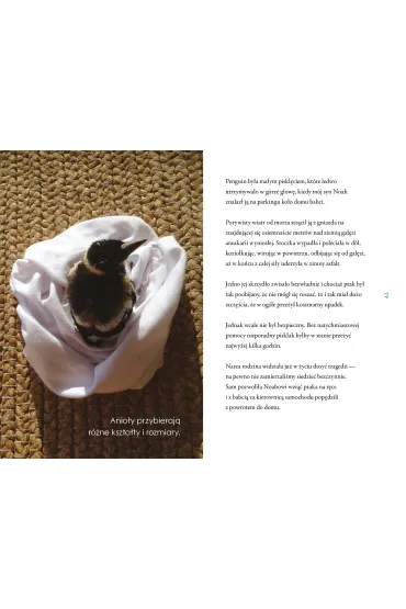 Penguin Bloom. Ptak, kt�ry ocali� rodzin� - Bradley Trevor Greive, Cameron  Bloom