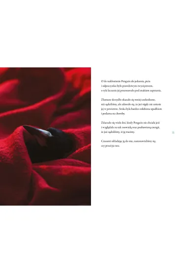Penguin Bloom. Ptak, kt�ry ocali� rodzin� - Bradley Trevor Greive, Cameron  Bloom
