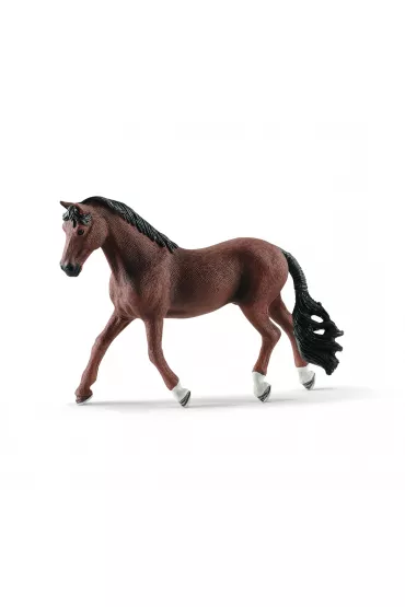 Wa�ach Trakehner