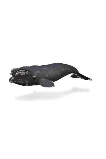 Wale�