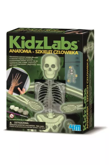Anatomia - szkielet cz�owieka (M115.3375) * 4M
