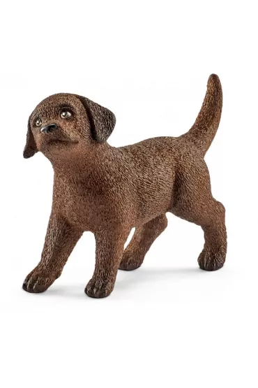Labrador Retrieve szczeniak