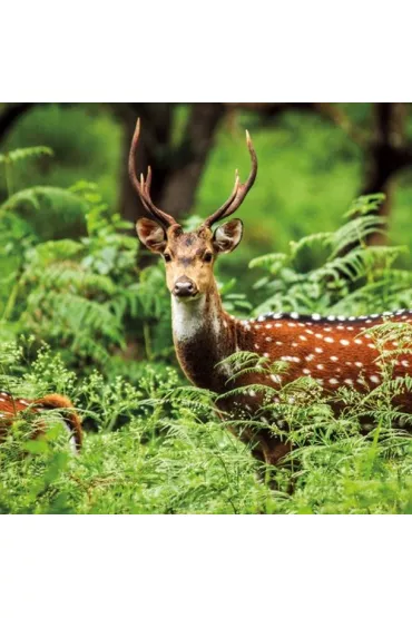 Museums & Galleries Karnet kwadrat z kopert� A Chital Deer