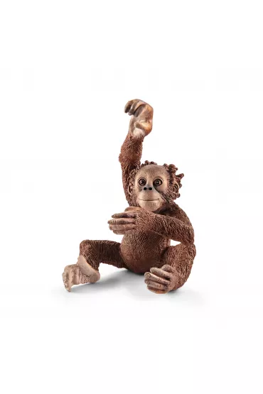 Orangutan m�ody