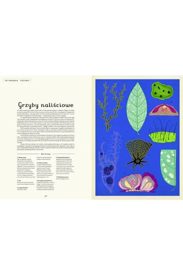 Fungarium. Muzeum Grzyb�w - Ester Gaya