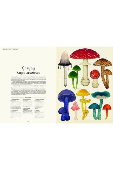 Fungarium. Muzeum Grzyb�w - Ester Gaya