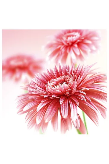 Art Nuvo Karnet kwiatowy kwadrat gerbera FF05