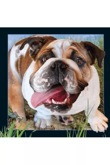 Worth Keeping Poczt�wka 3D Buldog