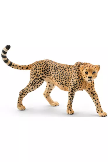 Gepard samica