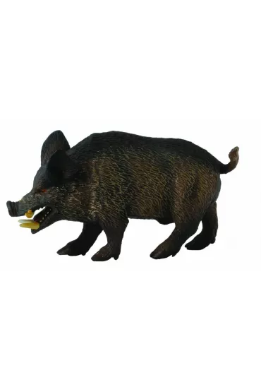 Collecta. Dzik odyniec