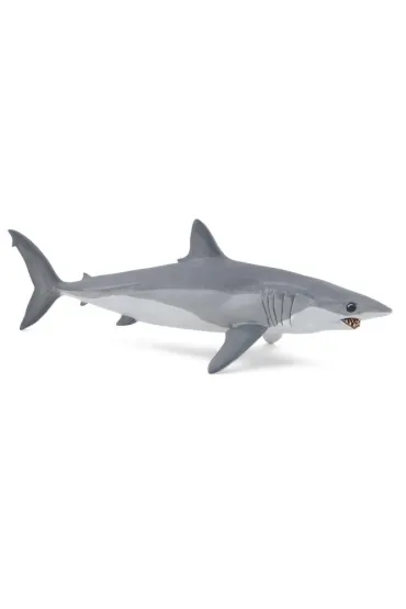 Ostronos atlantycki (rekin mako)