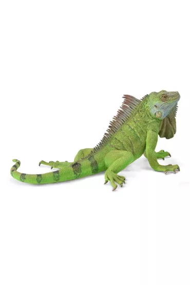 Iguana